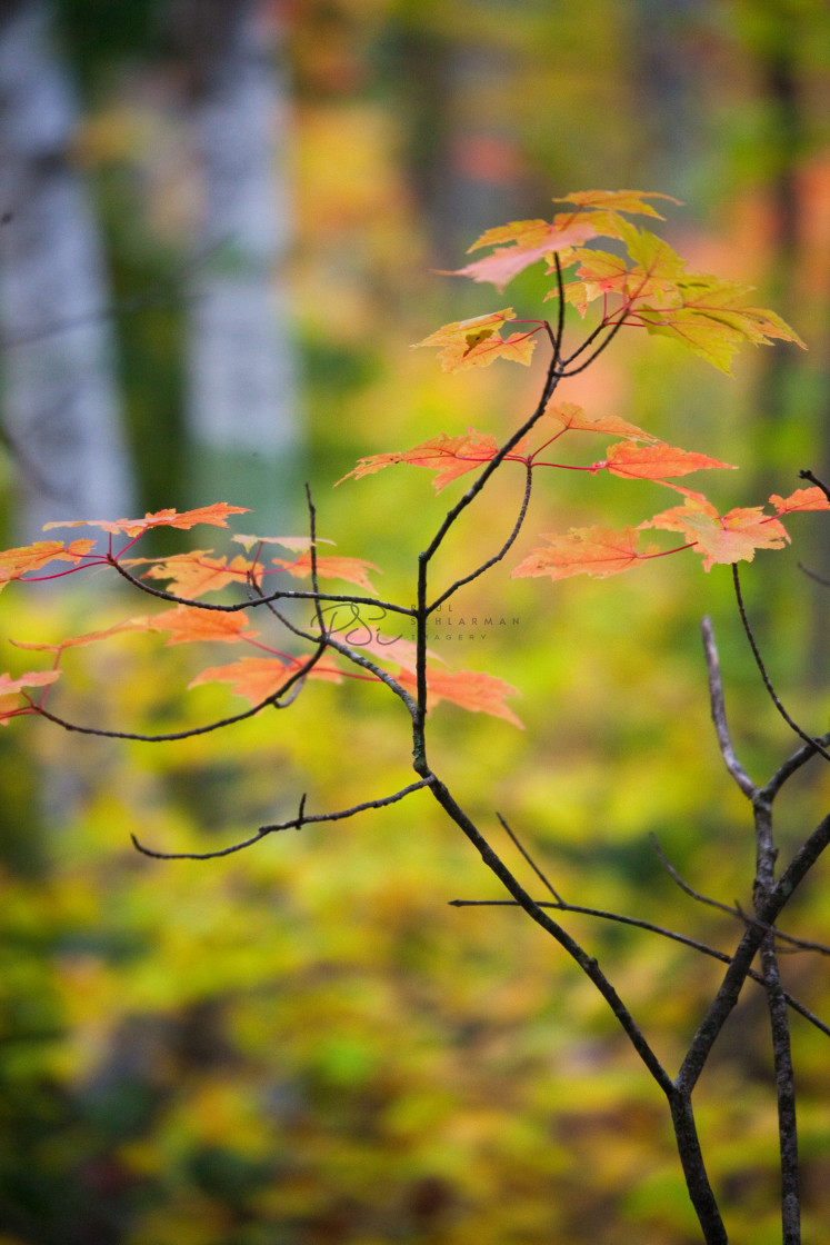 "Softly Standing Out" stock image