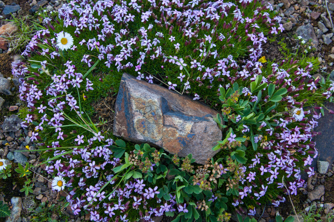 "Surrounded" by Paul Schlarman - $12.69 "Surrounded" stock image