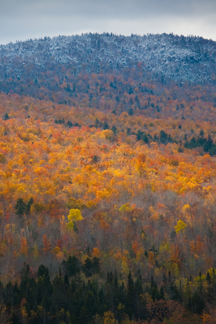 "First Snow on the White Mountains III" stock image