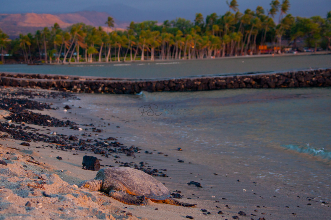 "Big Island Sea Turtle" stock image