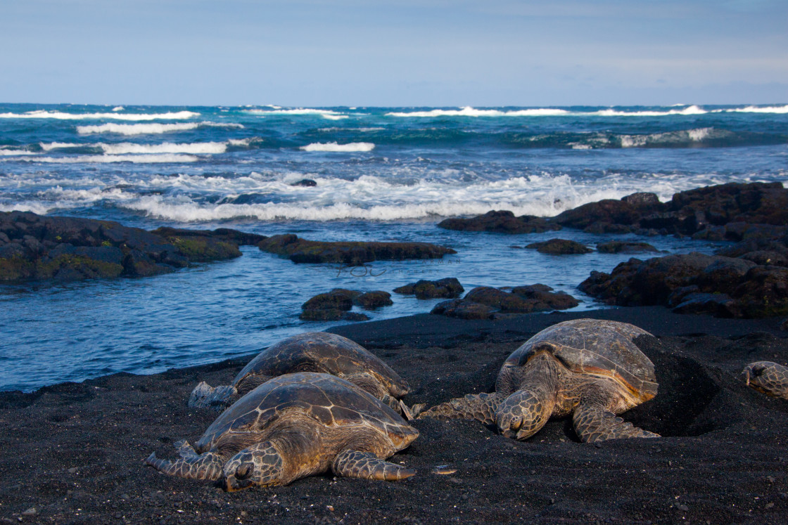 "Green Turtles" stock image