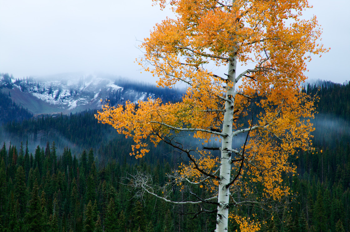 "Lone Stand" stock image