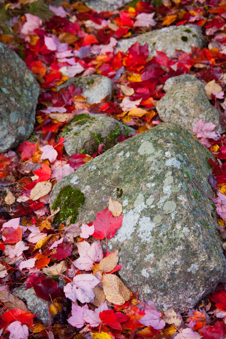 "Hard as Leaves" stock image