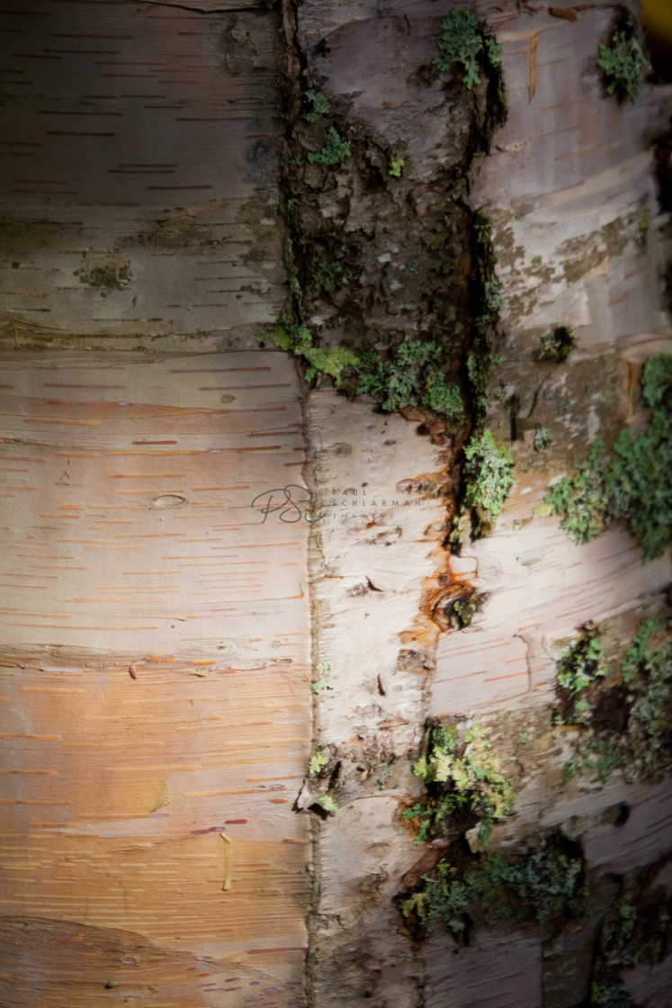 "Bark Up this Tree" stock image