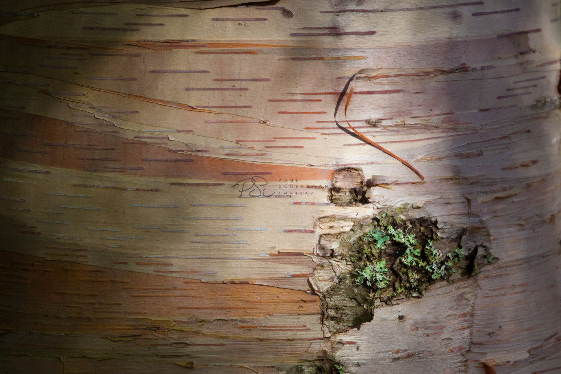 "Bark Up this Tree II" stock image