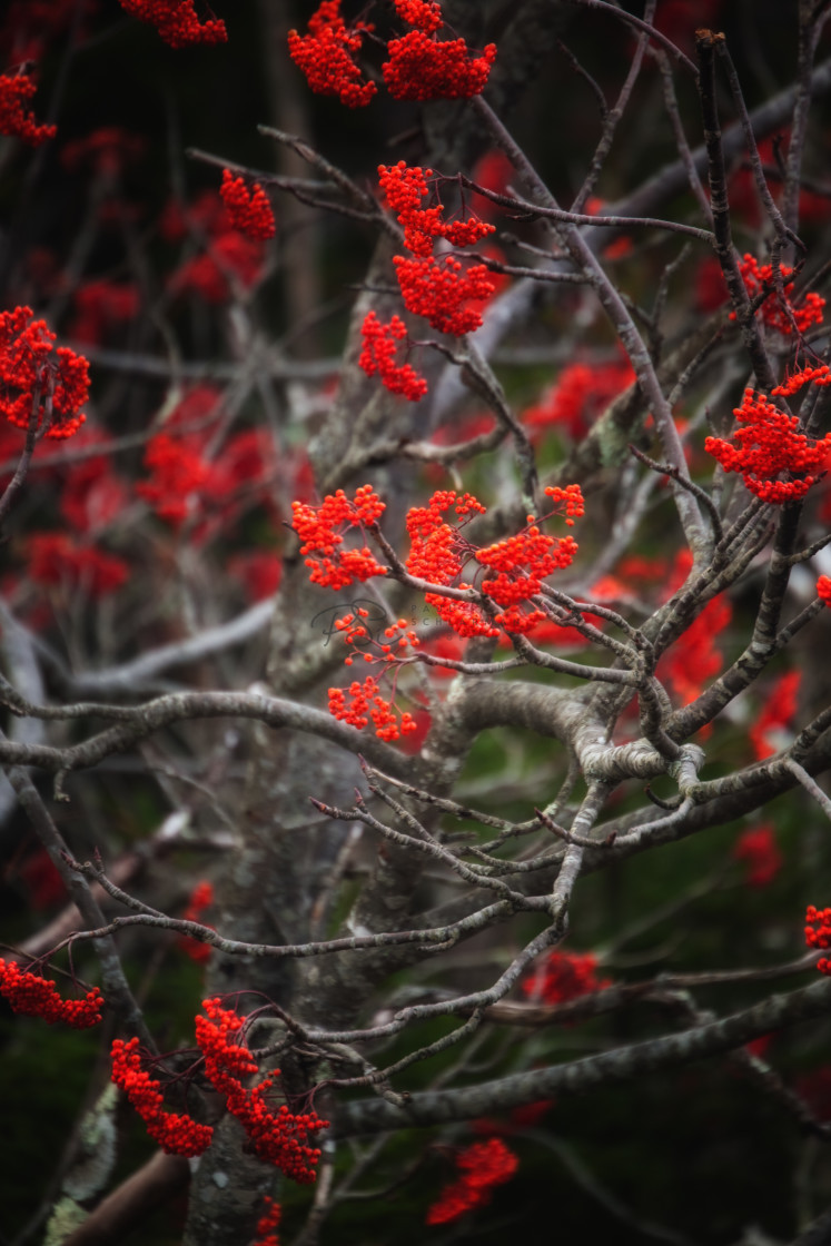 "Tangle of Color" stock image