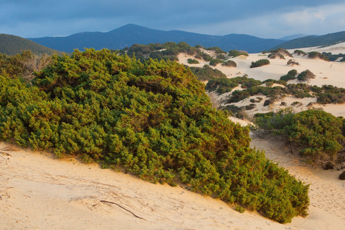 "Dunes" stock image