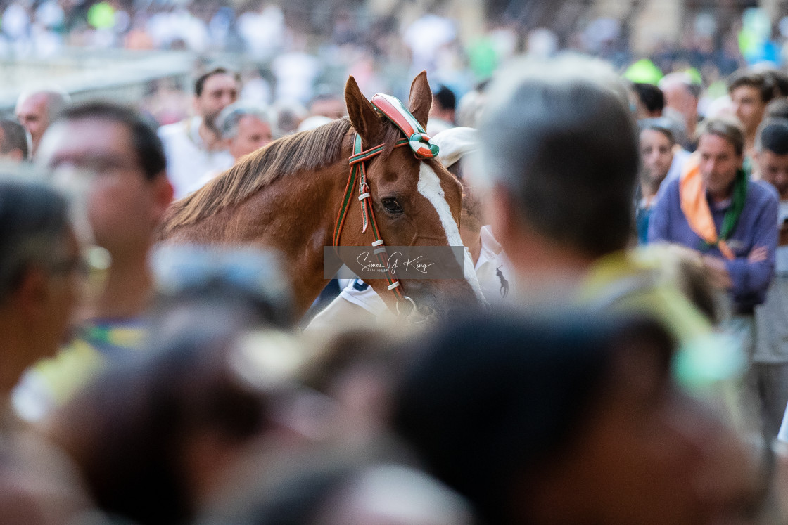 "The Selva horse after the Second Prova" by Simon King - $25.06 "The Selva horse after the Second Prova" stock image