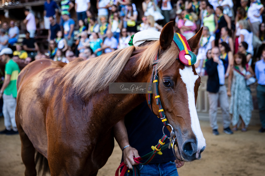 "Remorex paraded after the fourth Prova" by Simon King - $25.06 "Remorex paraded after the fourth Prova" stock image