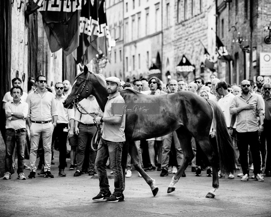 "Remorex of Contrada della Drago waits to enter Piazza del Campo" by Simon King - $25.06 "Remorex of Contrada della Drago waits to enter Piazza del Campo" stock image