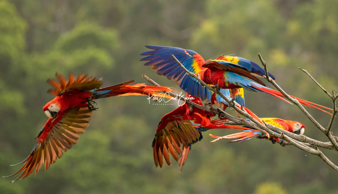 "Scarlet Macaw, 5" stock image