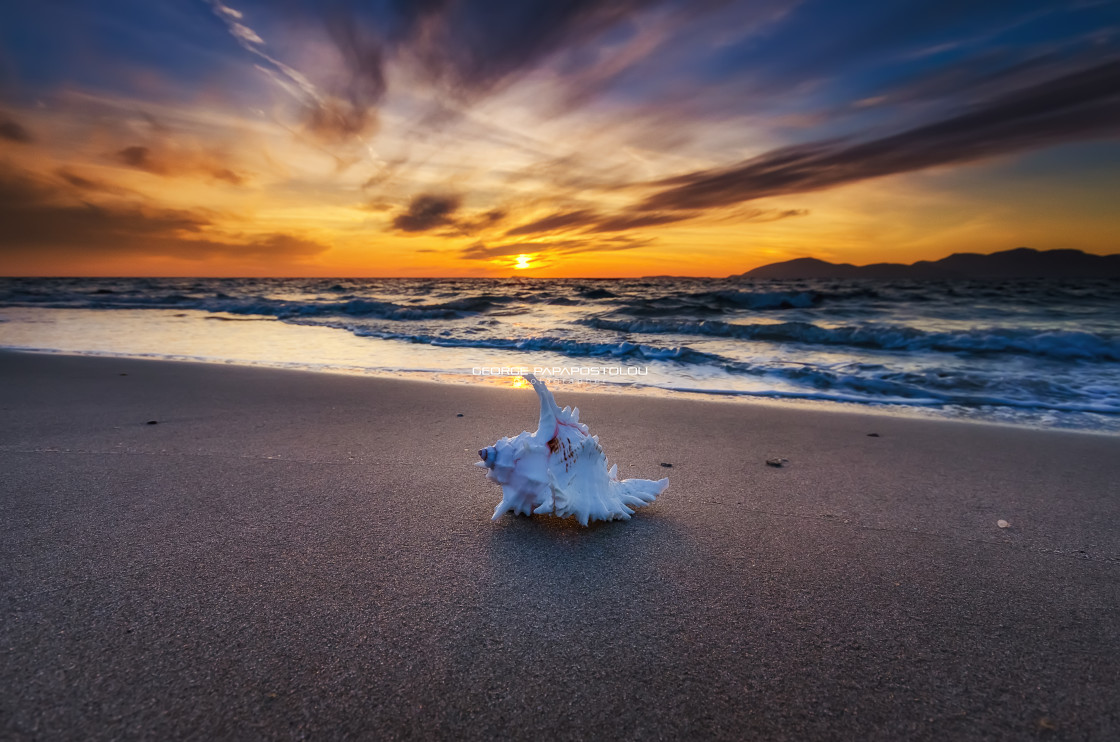 "Shell in the beach" stock image