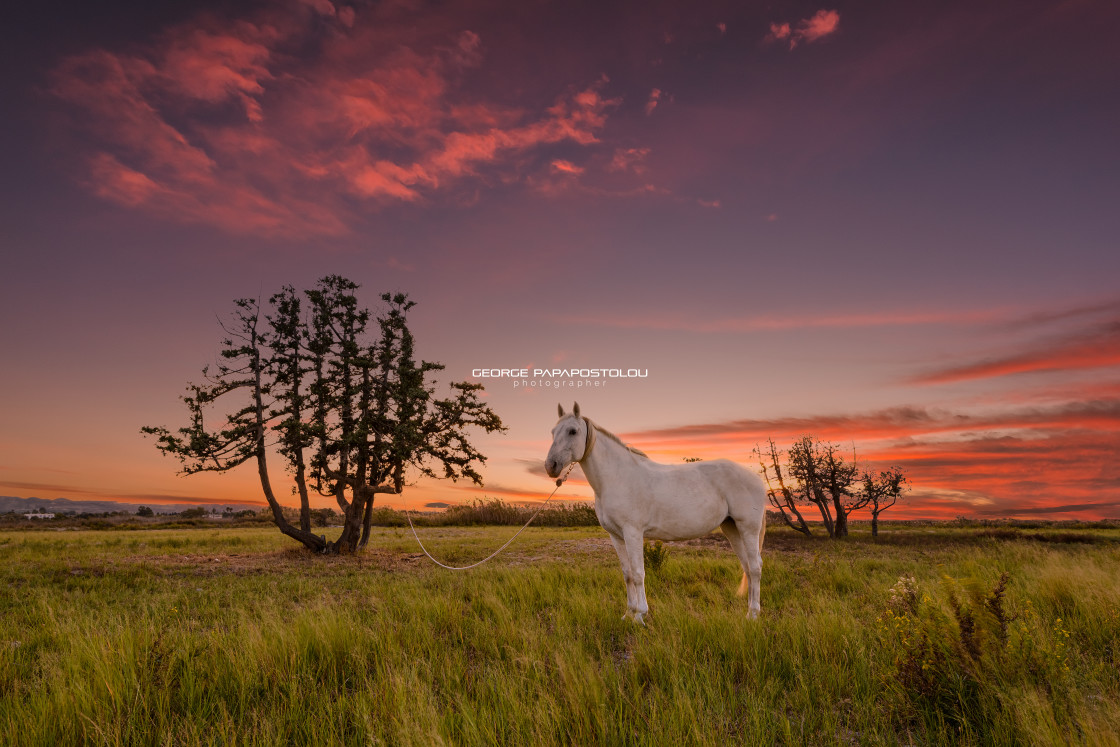 "The white horse" stock image