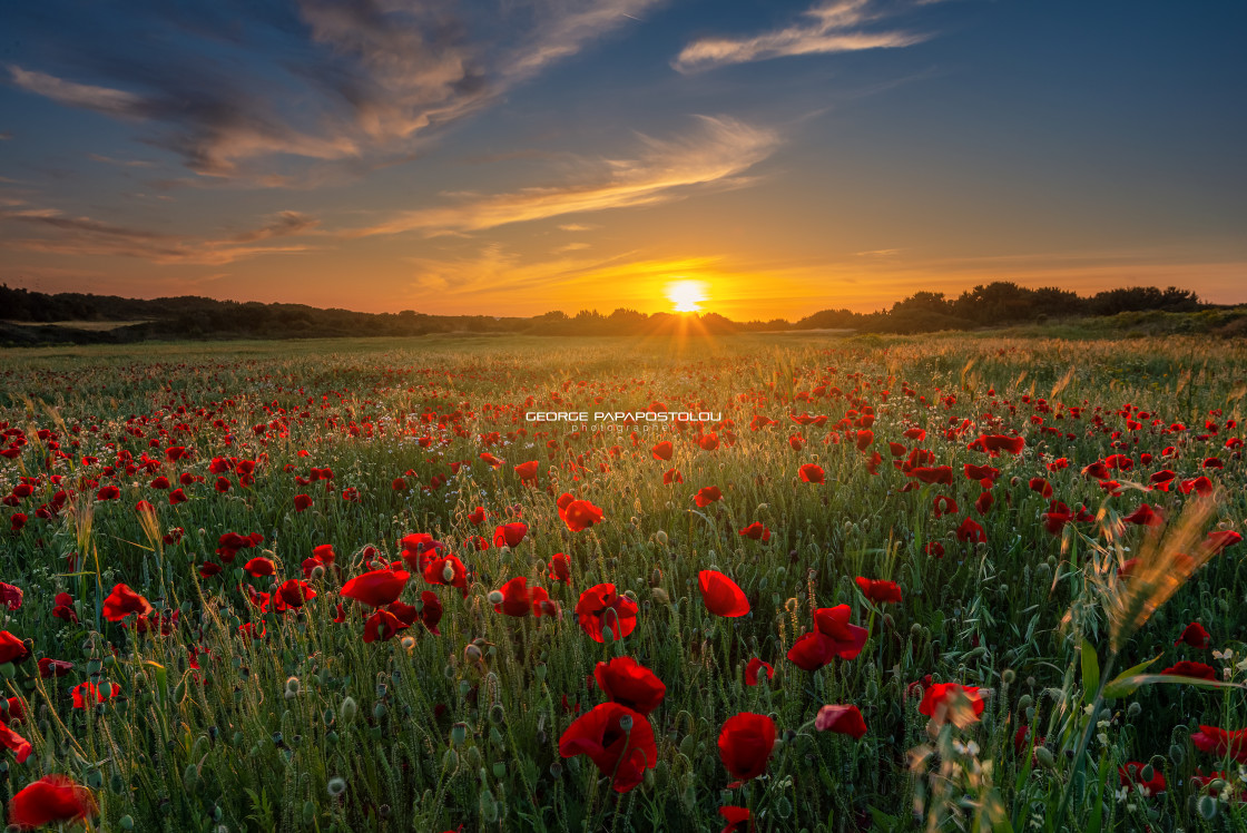 "Field with poppies at sunset" stock image