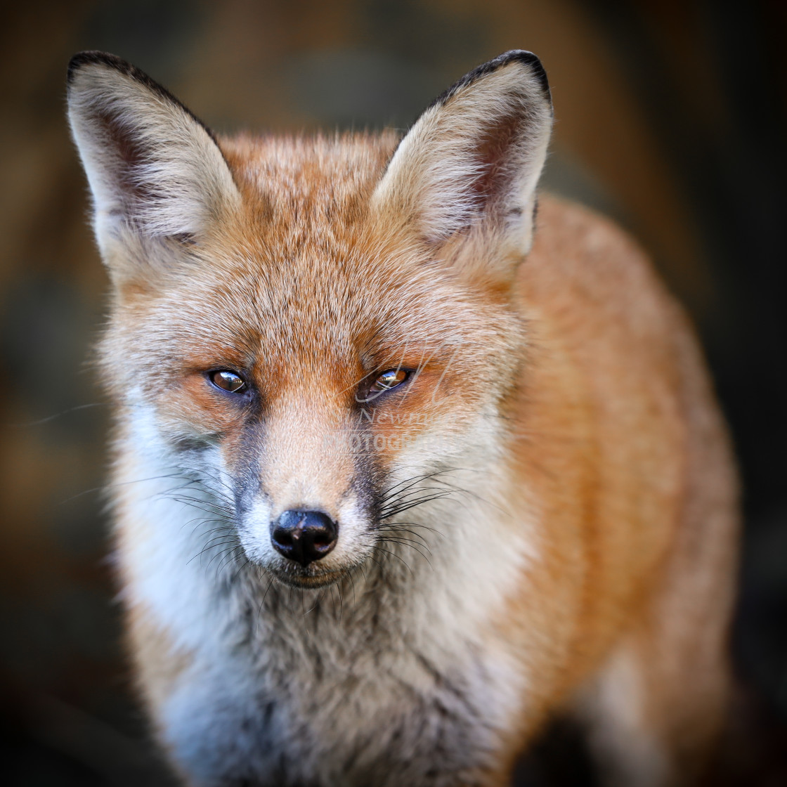 "Cluey the fox #1" stock image