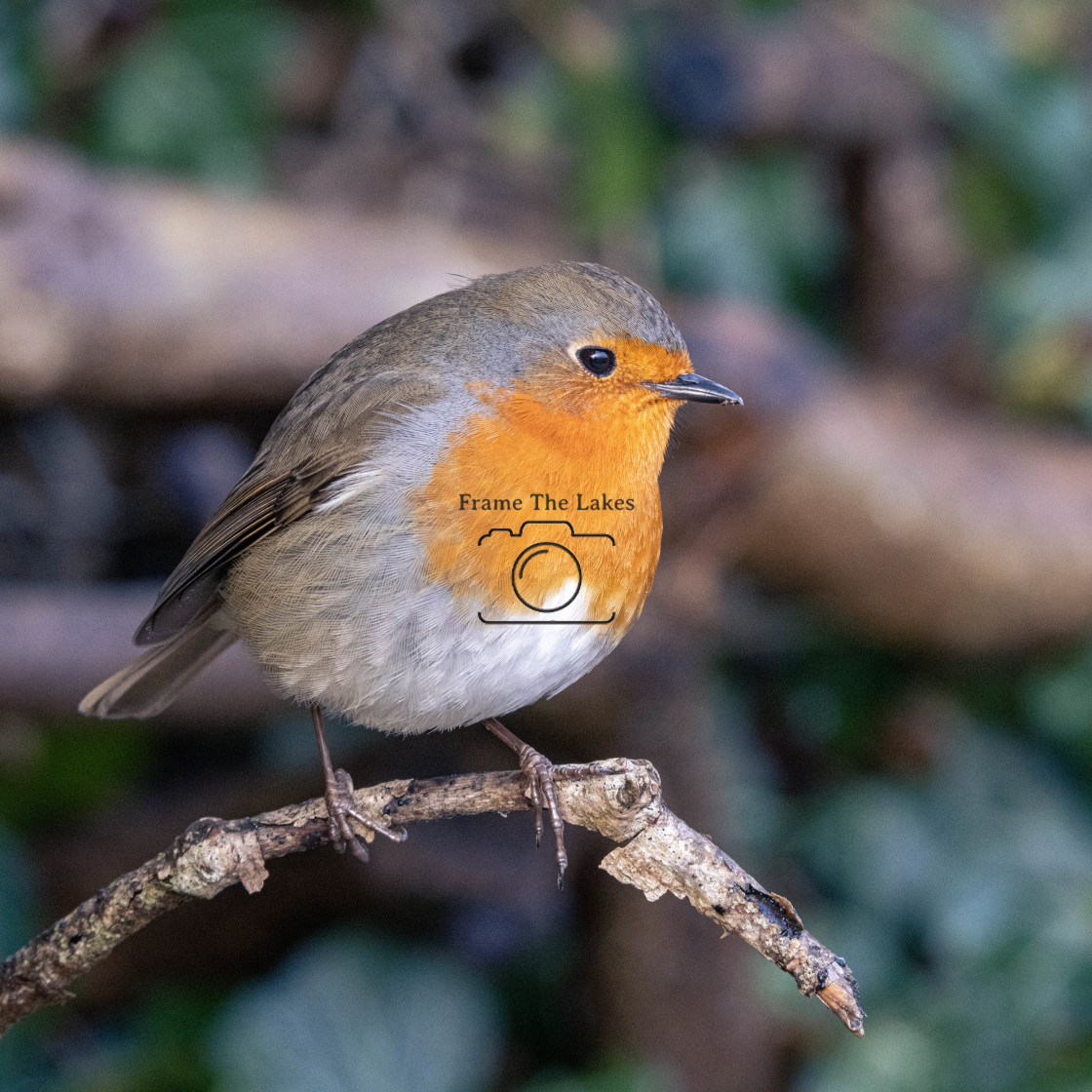 "Robin" stock image