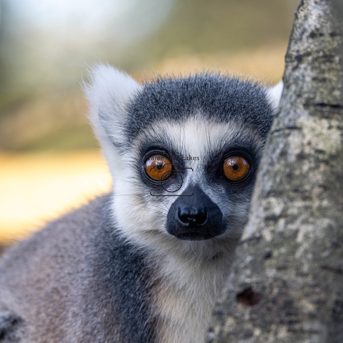 "Lemur" stock image