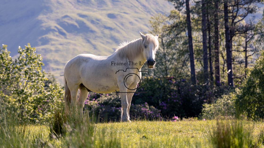 "Glen Etive Horse" stock image