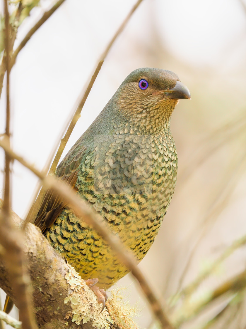 "Satin Bowerbird portrait" stock image