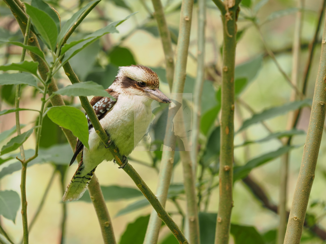 "Kookaburra, the great kingfisher" stock image