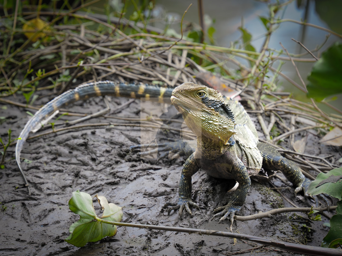 "Australian dragon" stock image