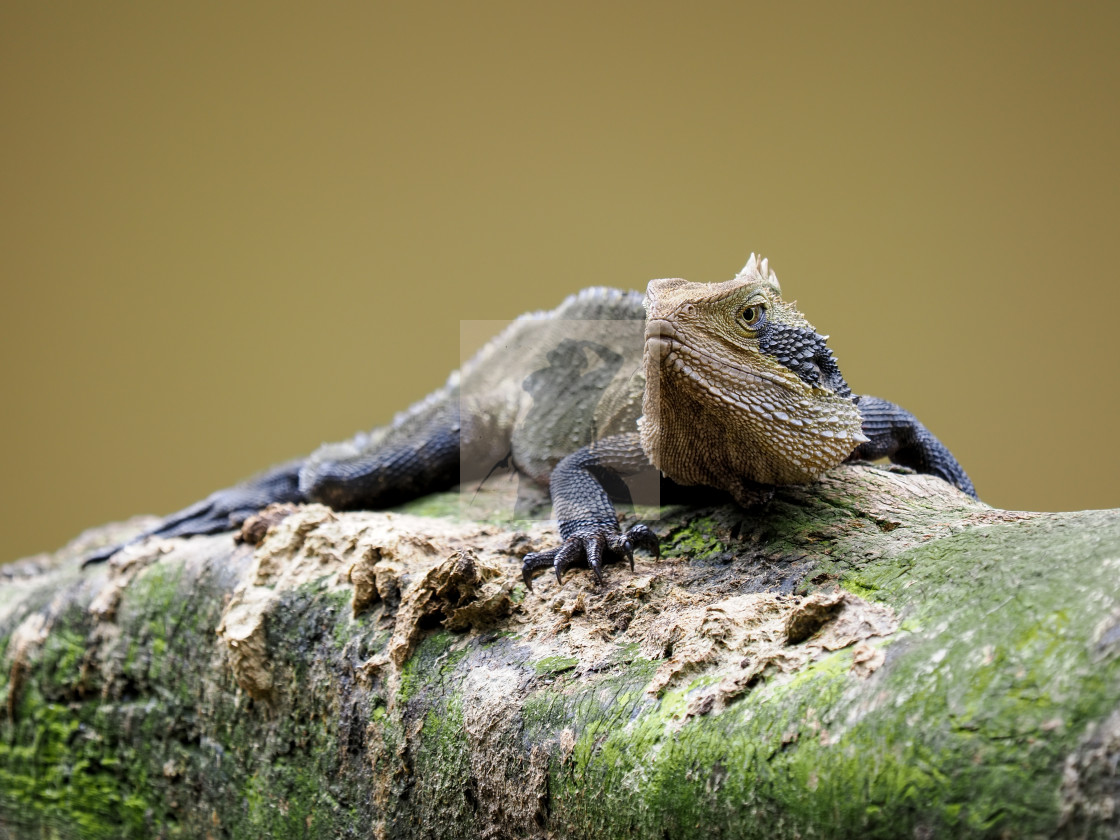 "Eastern water dragon" stock image