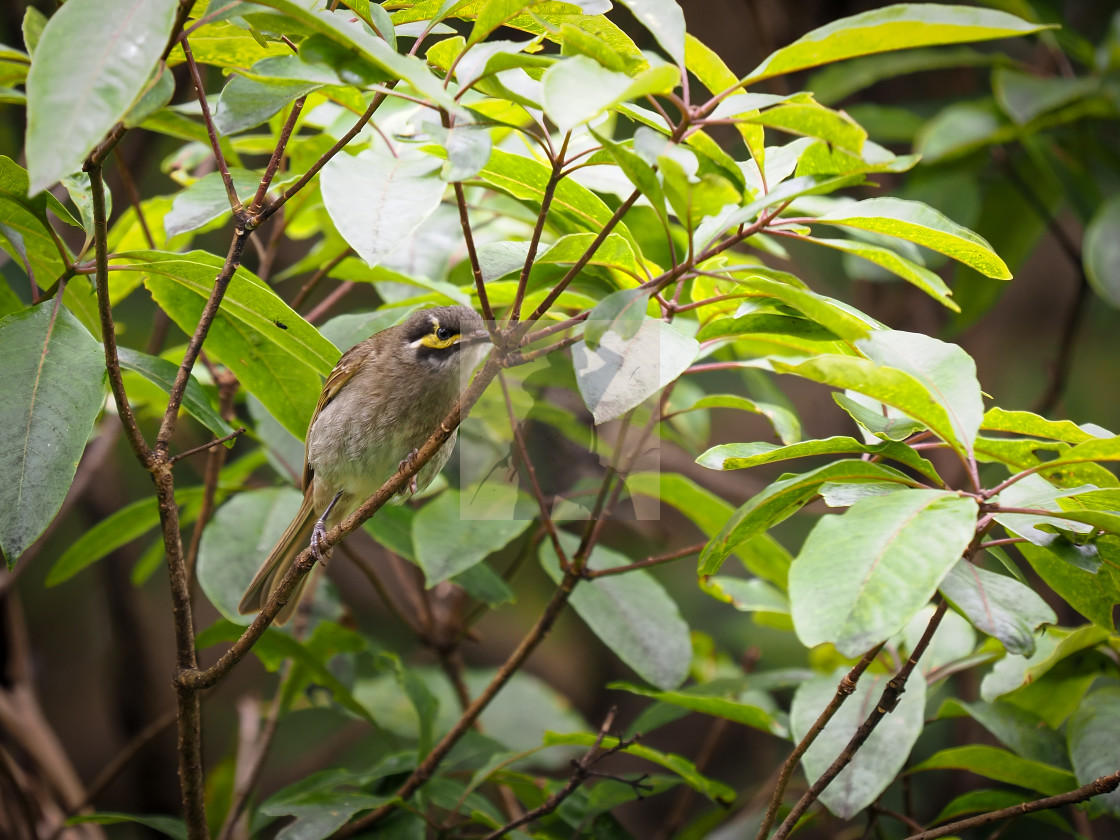 "Yellow-faced Honeyeater" stock image