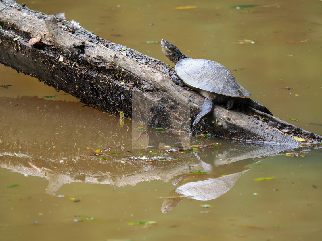 "Macquarie turtle" stock image