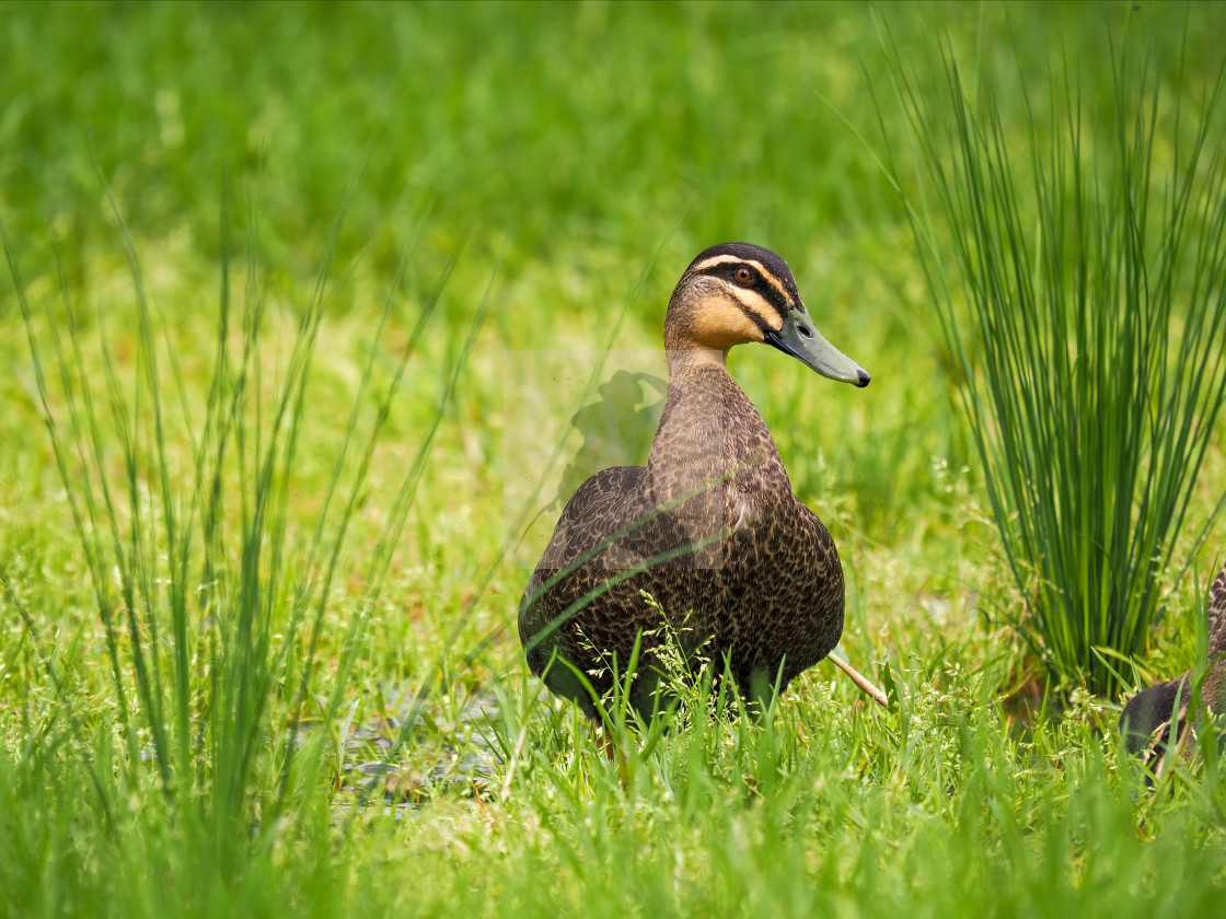 "Australian duck (Anas superciliosa)" stock image