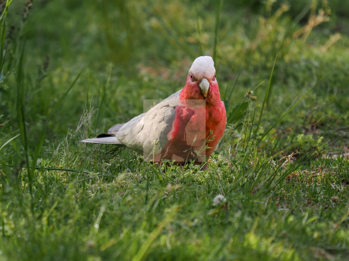 "Pink cockatoo face to face" stock image