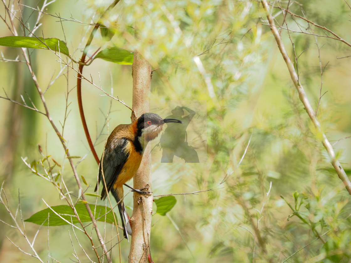 "Male Eastern Spinebill" stock image