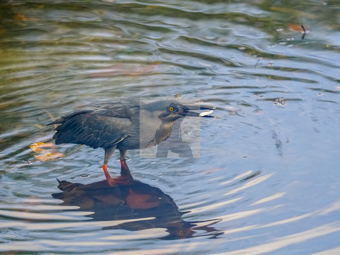 "Striated heron catching a fish" stock image