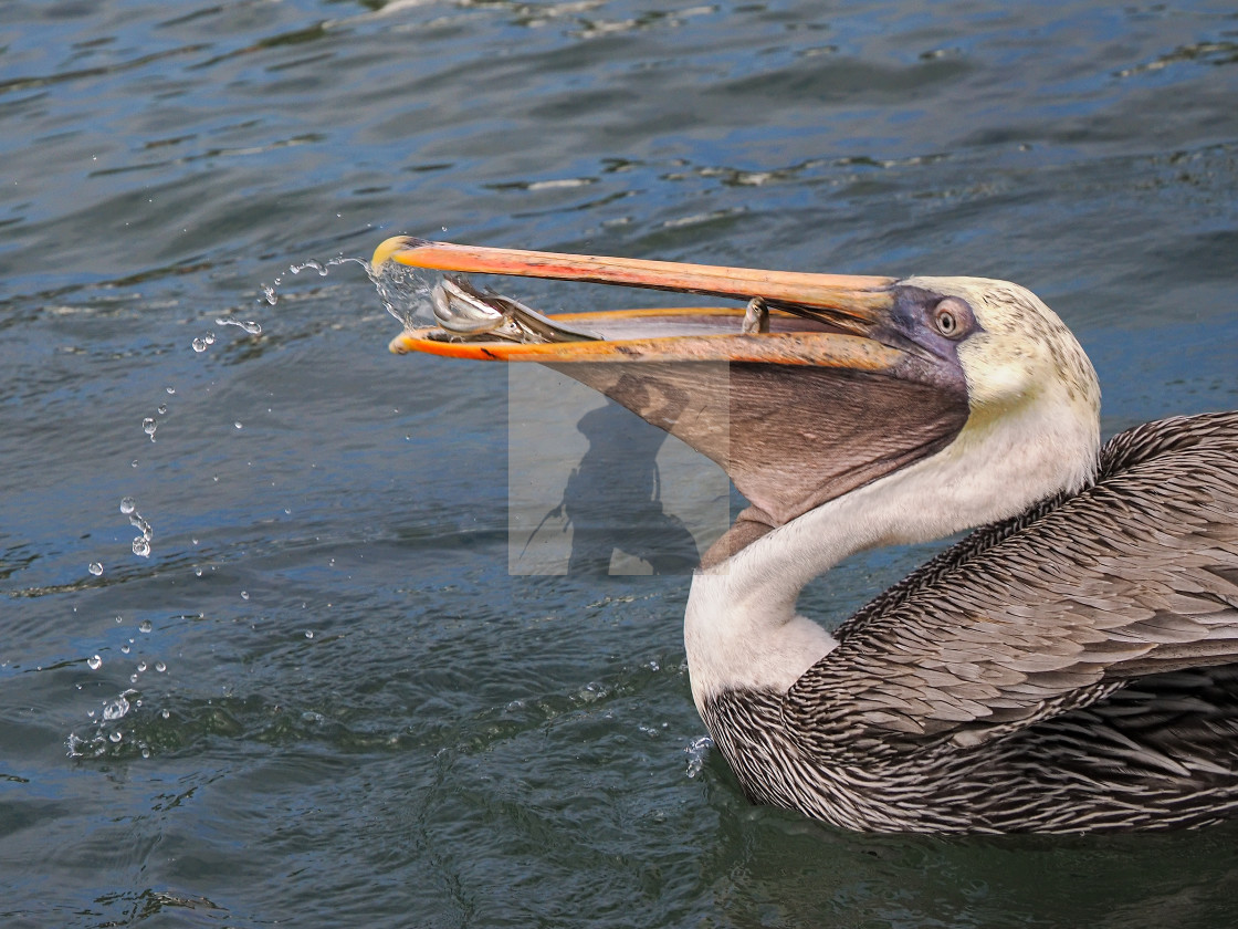 "Brown pelican eating fishes" stock image