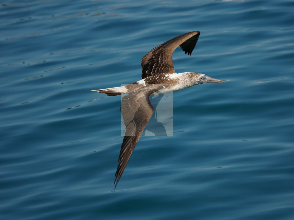 "Blue-footed booby flying" stock image