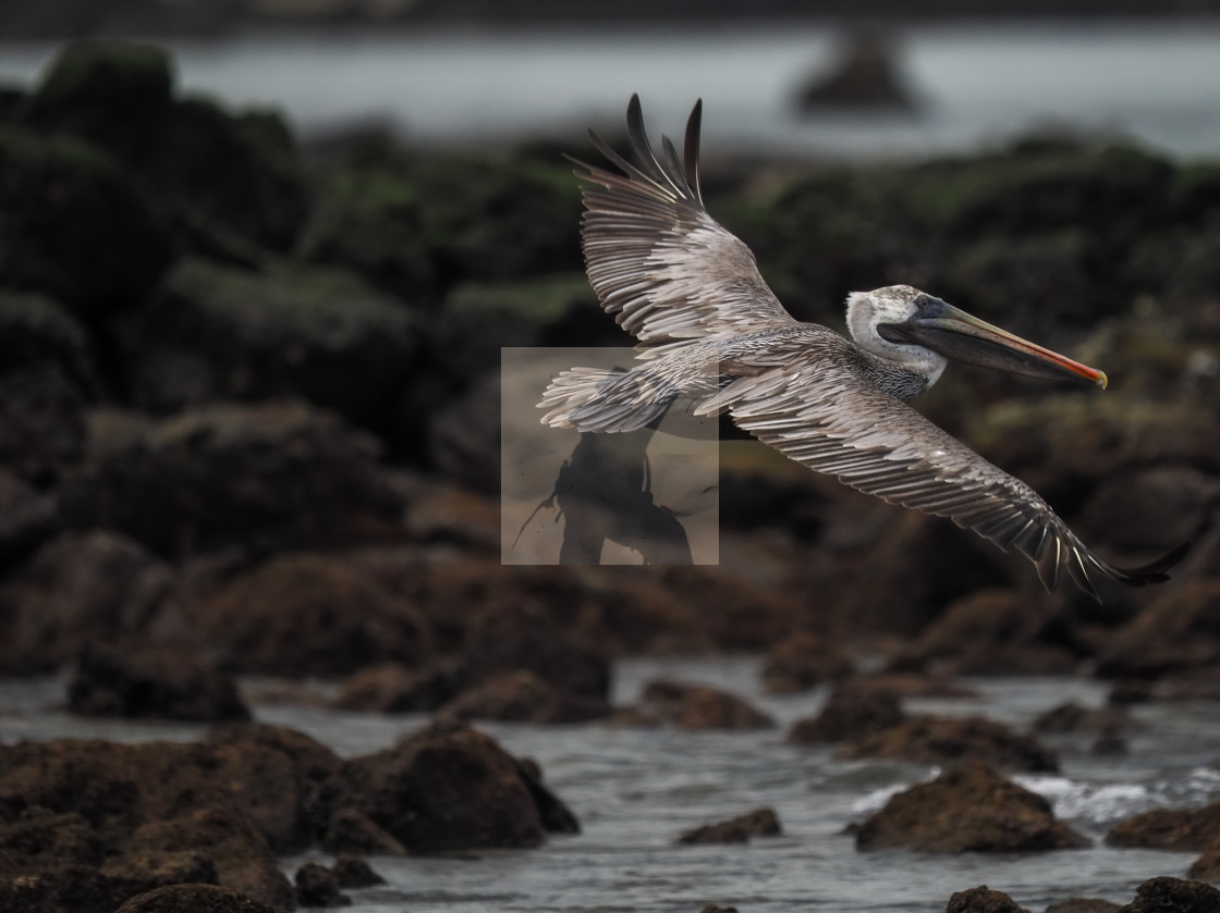 "Brown pelican flying" stock image