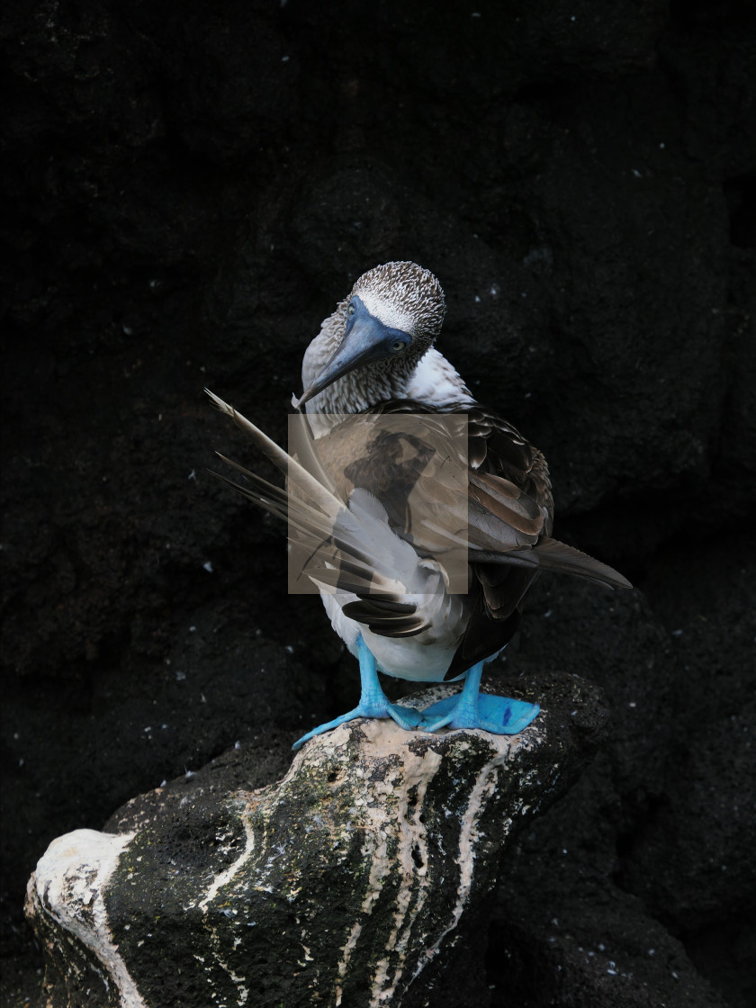 "Blue-footed booby preening itself" stock image