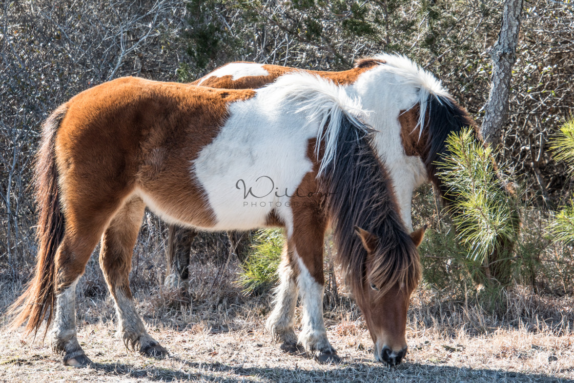 "Assateague Horses, Winter" stock image