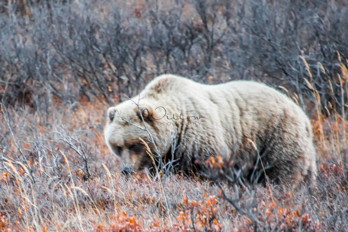 "Brown Bear- Denali National Park" stock image