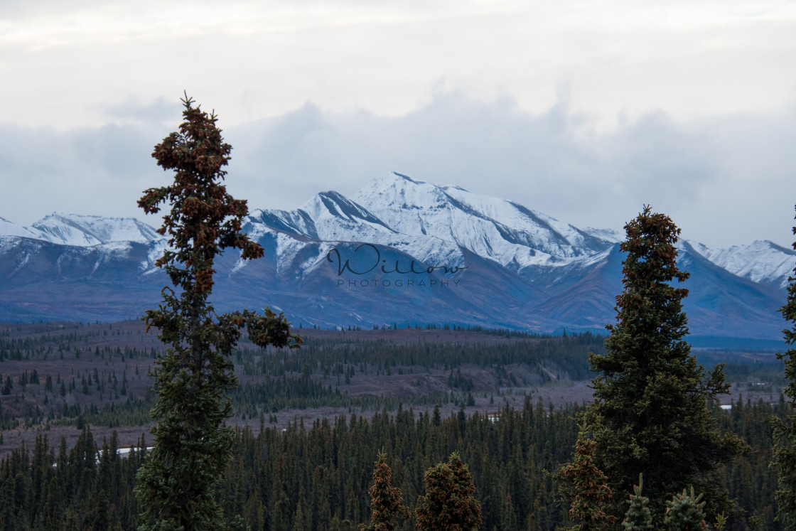 "Denali National Park" stock image