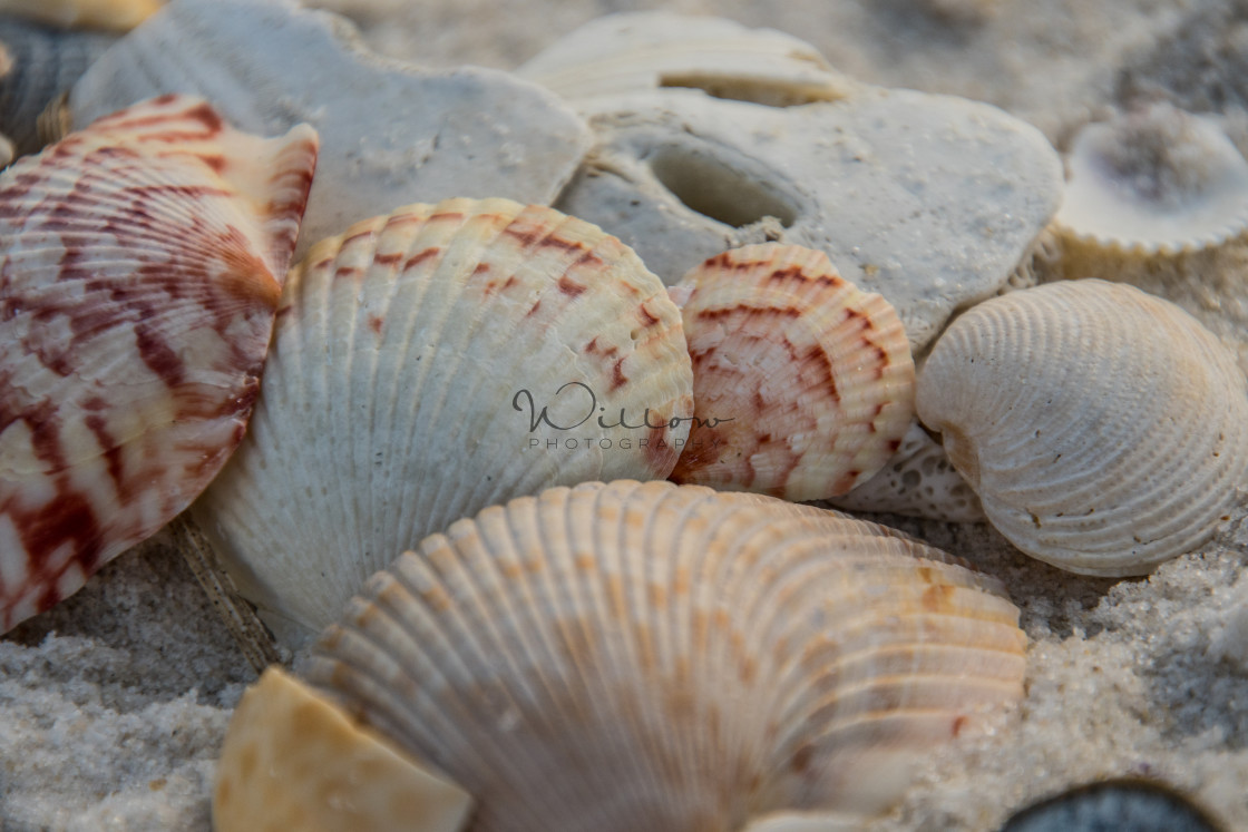 "Salt water and Seashells heal everything" stock image