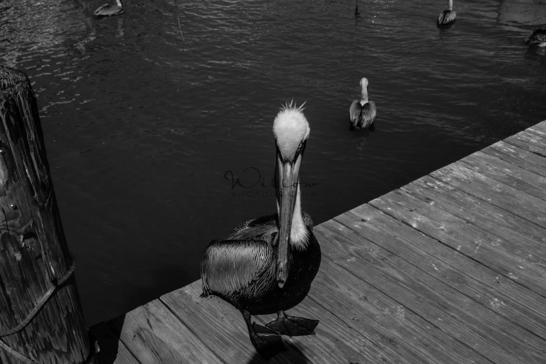 "Pelican on Isla Morada (3)" stock image