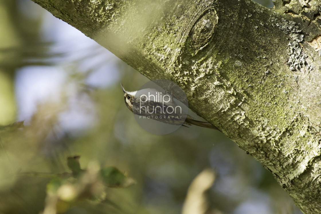 "A Treecreeper perched on the understide of a tree" by Philip Hunton - £12.00 "A Treecreeper perched on the understide of a tree" stock image