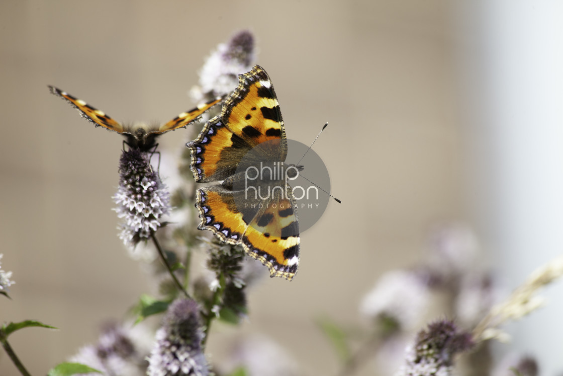"Two Painted Lady Butterflies on a mint plant" by Philip Hunton - £12.00 "Two Painted Lady Butterflies on a mint plant" stock image