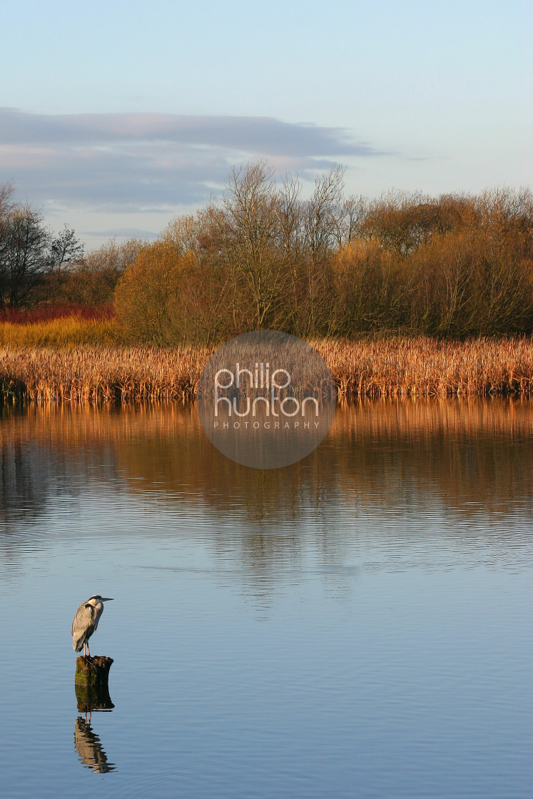 "Heron perched on a log" by Philip Hunton - £10.00 "Heron perched on a log" stock image