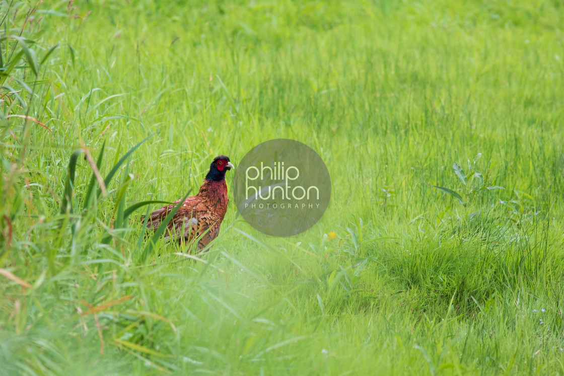 "A colourful male pheasant emerging from grassland" by Philip Hunton - £10.00 "A colourful male pheasant emerging from grassland" stock image