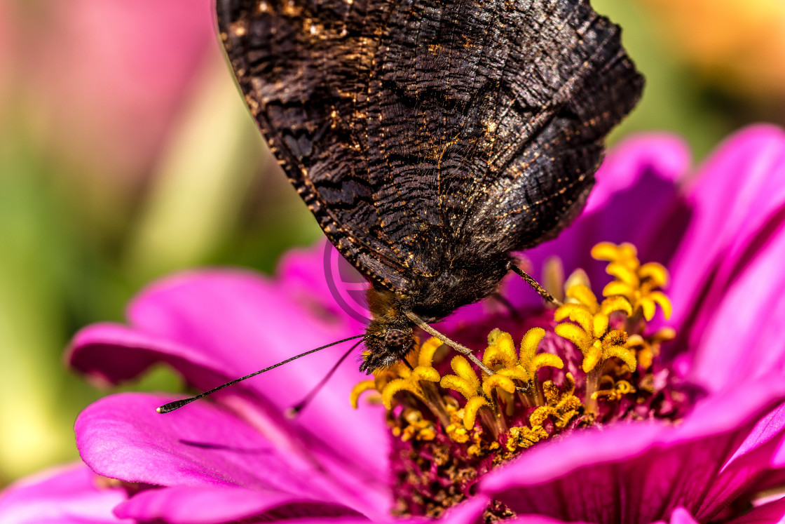 "Butterfly pollinating flowers" stock image