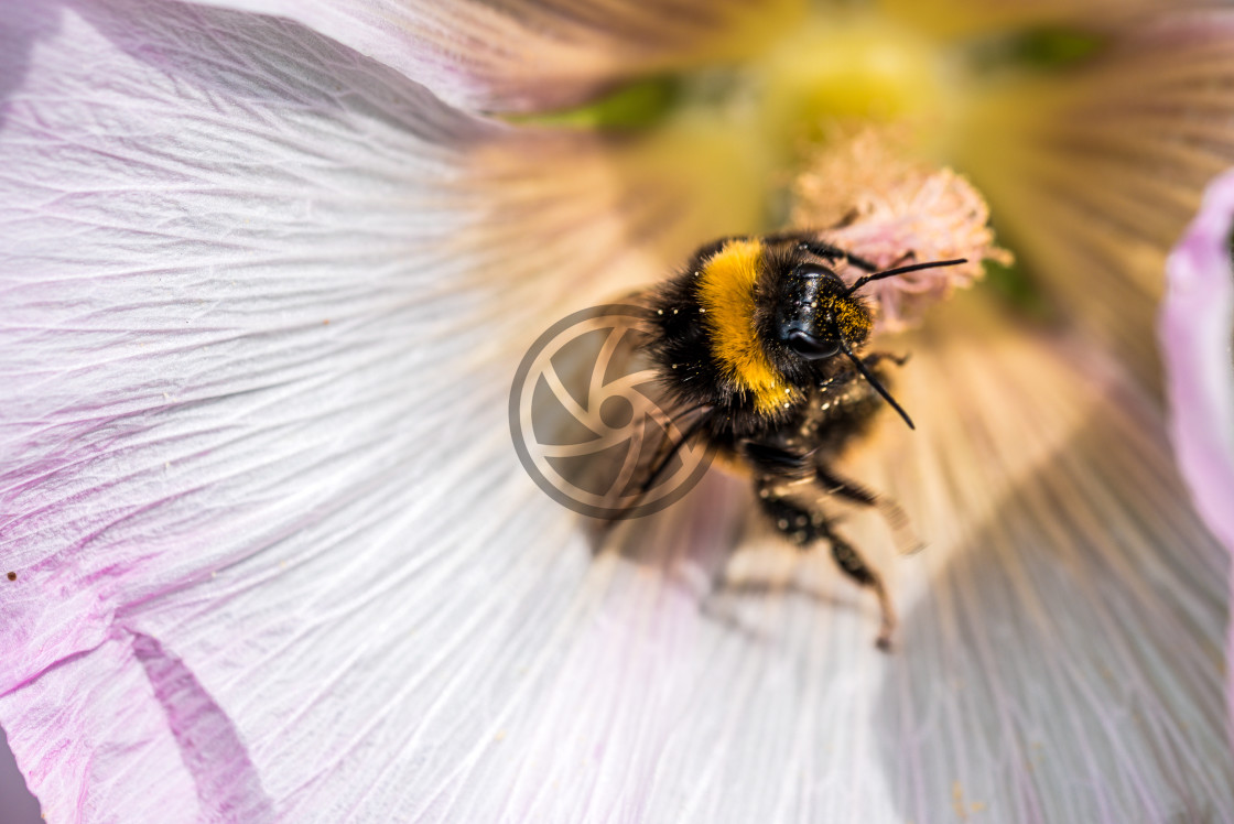 "Bee on a Hollyhock flower" stock image