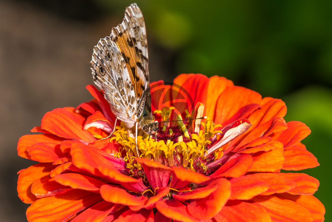 "Painted Lady Butterfly" stock image