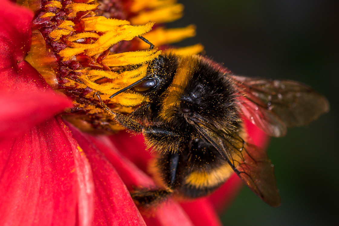 "Macro shot of a bee looking for pollen" stock image