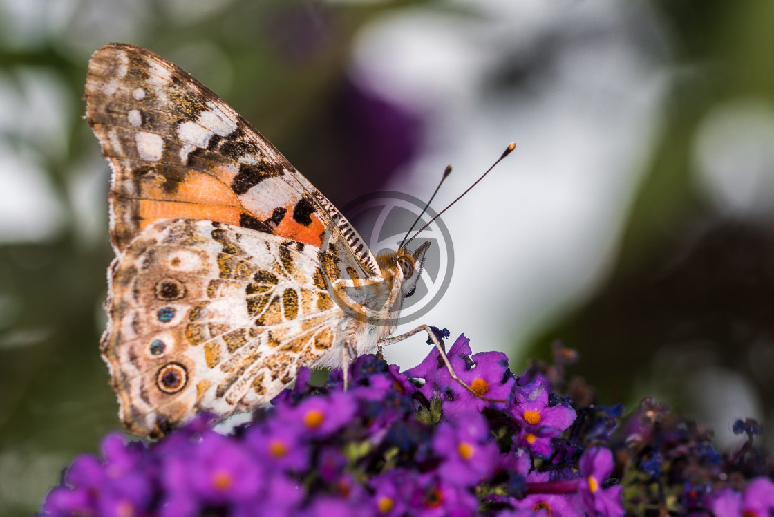 "Painted Lady Butterfly" stock image